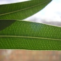 Листья олеандра