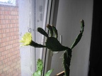 p5276331